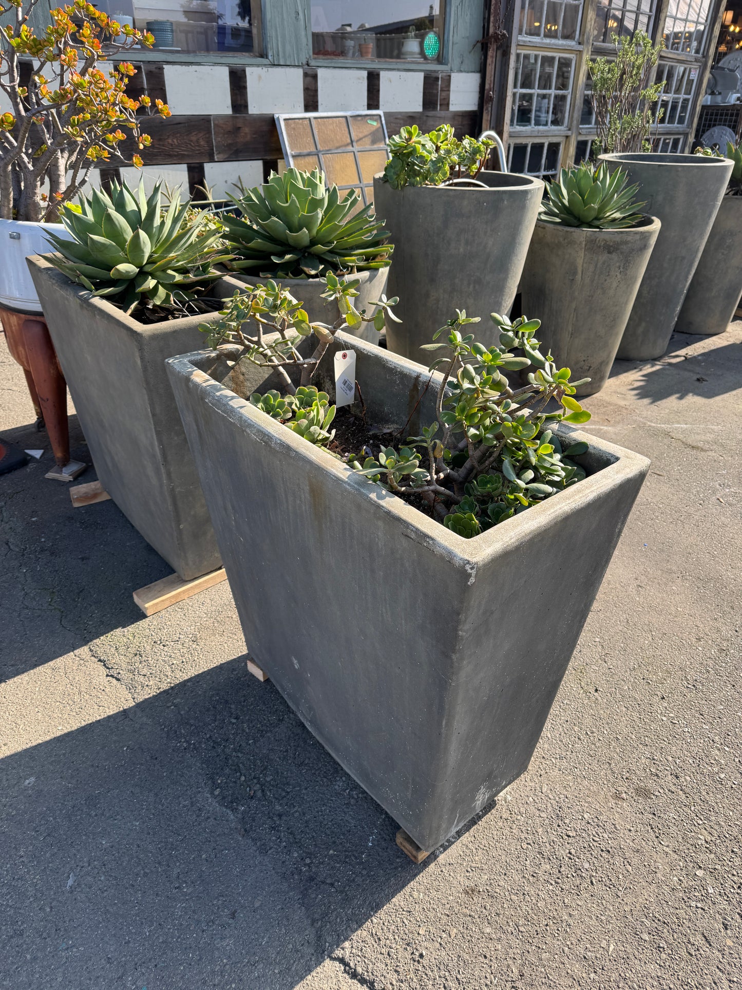 Large Concrete Giannini Planters