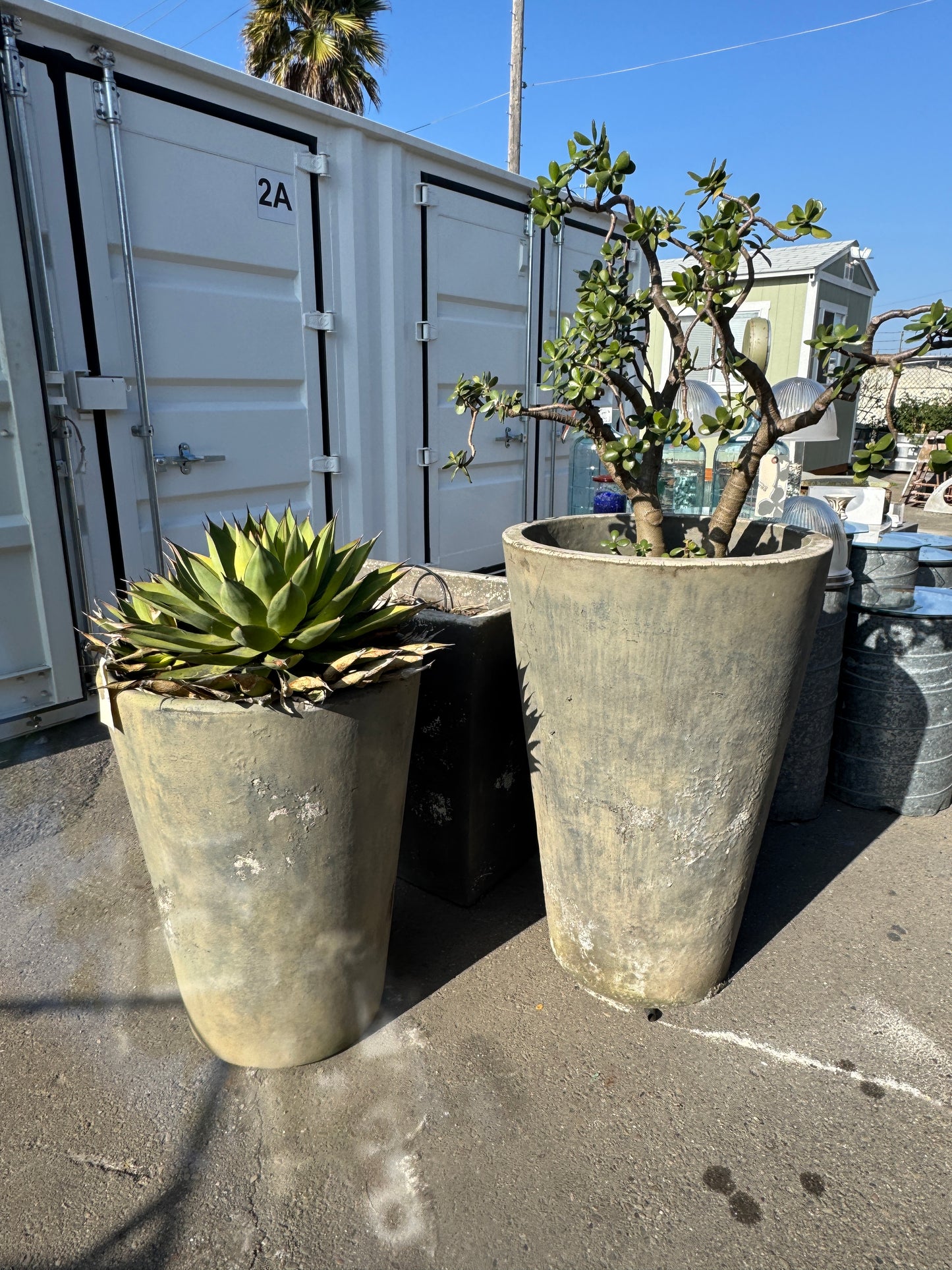 Large Concrete Giannini Planters
